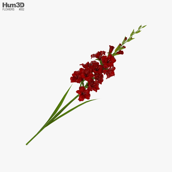 Gladiolus Red 3D model