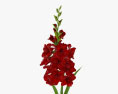 Gladiolus Red 3d model