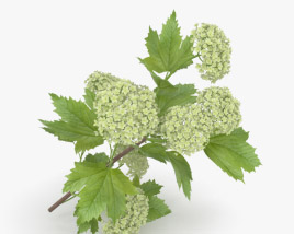Guelder rose 3D model