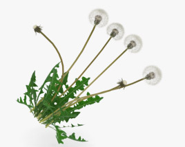 dandelion 3d model