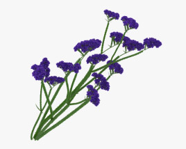 Wavyleaf sea lavender 3D model
