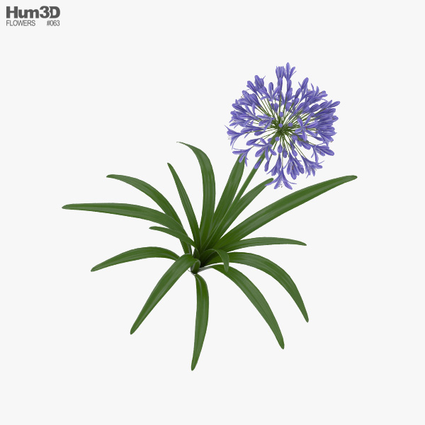 African lily 3D model