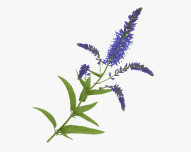 Garden speedwell 3D model