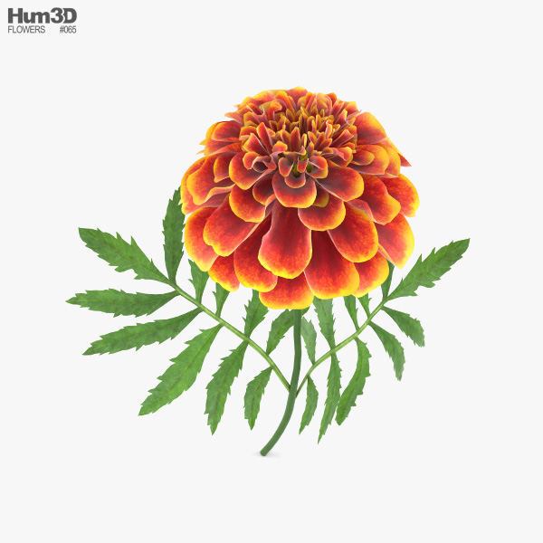 Marigold 3D model Plants on Hum3D