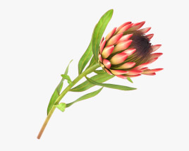 Protea Modelo 3d