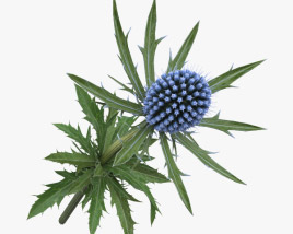 Eryngium 3D model