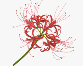 Red Spider Lily 3D model