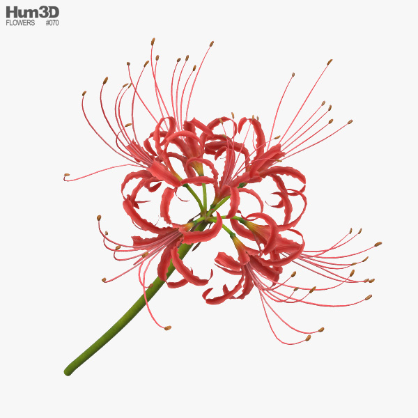 Flor del infierno Modelo 3D
