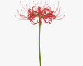 Red Spider Lily 3d model