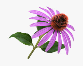 Echinacea 3D model