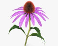 Echinacea 3d model