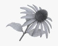 Echinacea 3d model