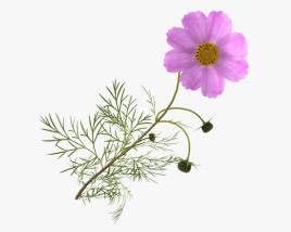 Cosmos Modelo 3d
