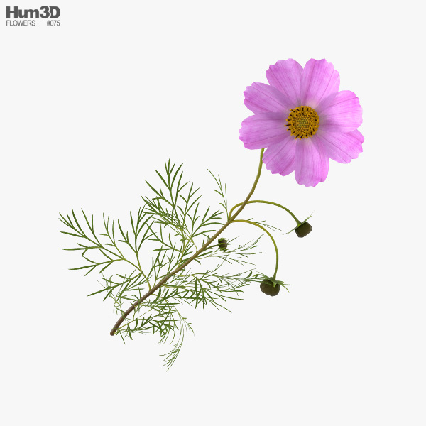 Cosmos Flower 3D model