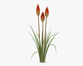 Red hot poker 3D model