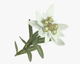 Edelweiss 3D model