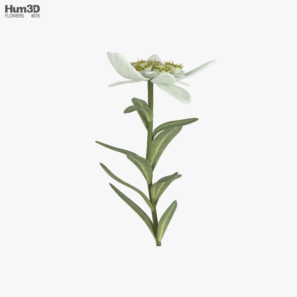 Edelweiss 3d Model Plants On Hum3d