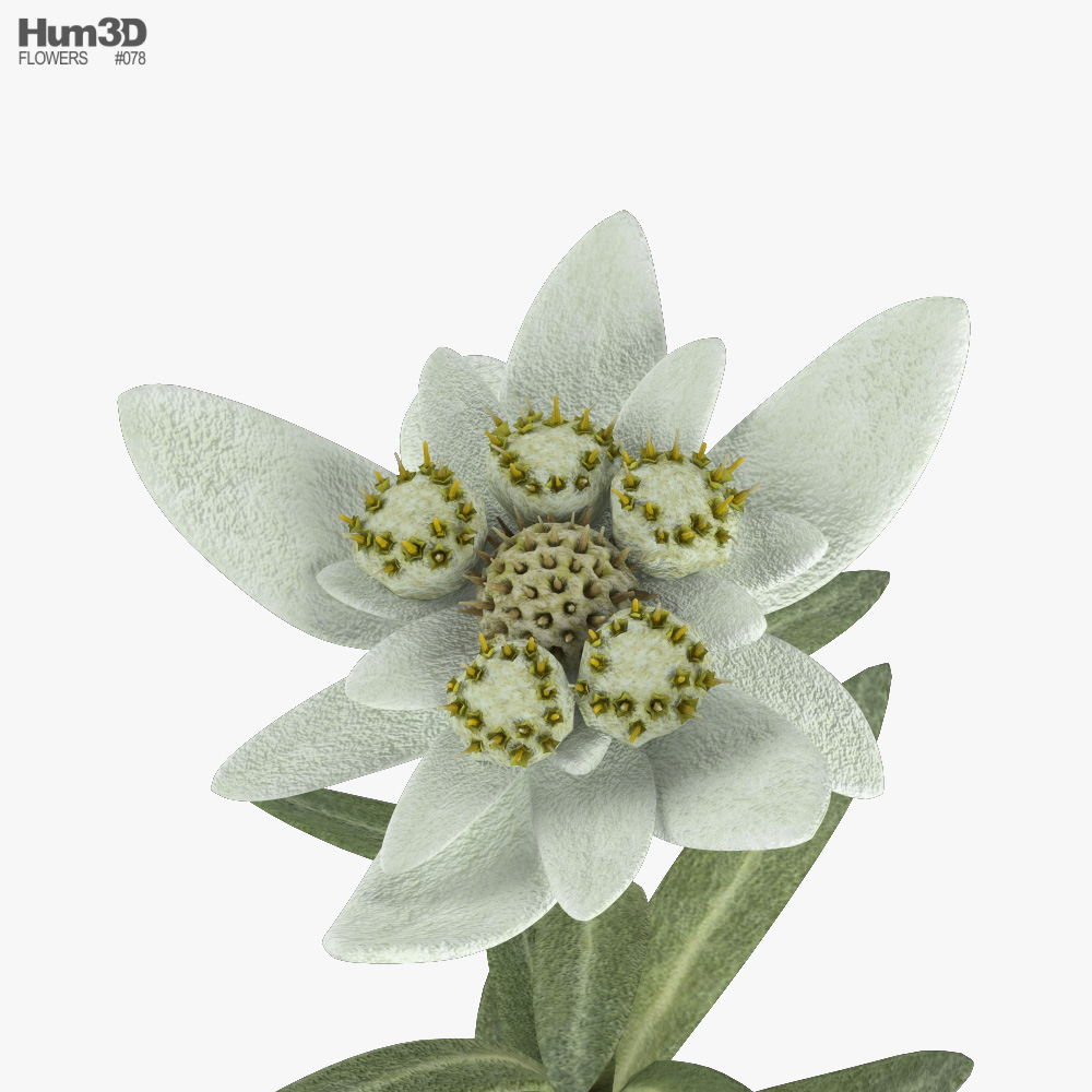 Edelweiss 3d Model Plants On Hum3d