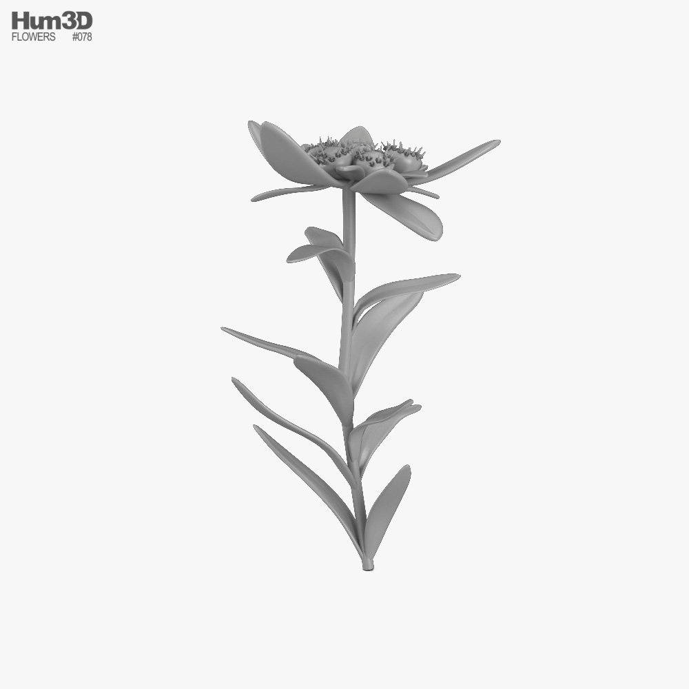 Edelweiss 3D model - Plants on Hum3D