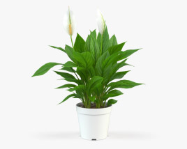 Peace Lily 3D model