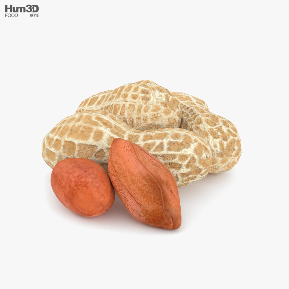 Erdnüsse 3D-Modell