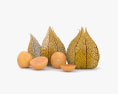 Physalis 3d model