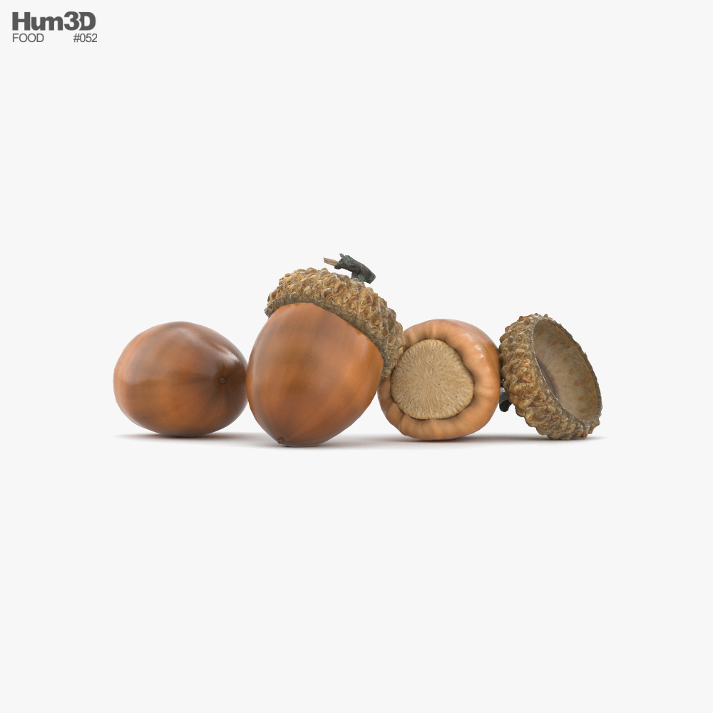 Acorn 3D model - Food on Hum3D