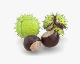 Chestnut 3D model