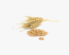 Wheat 3D model