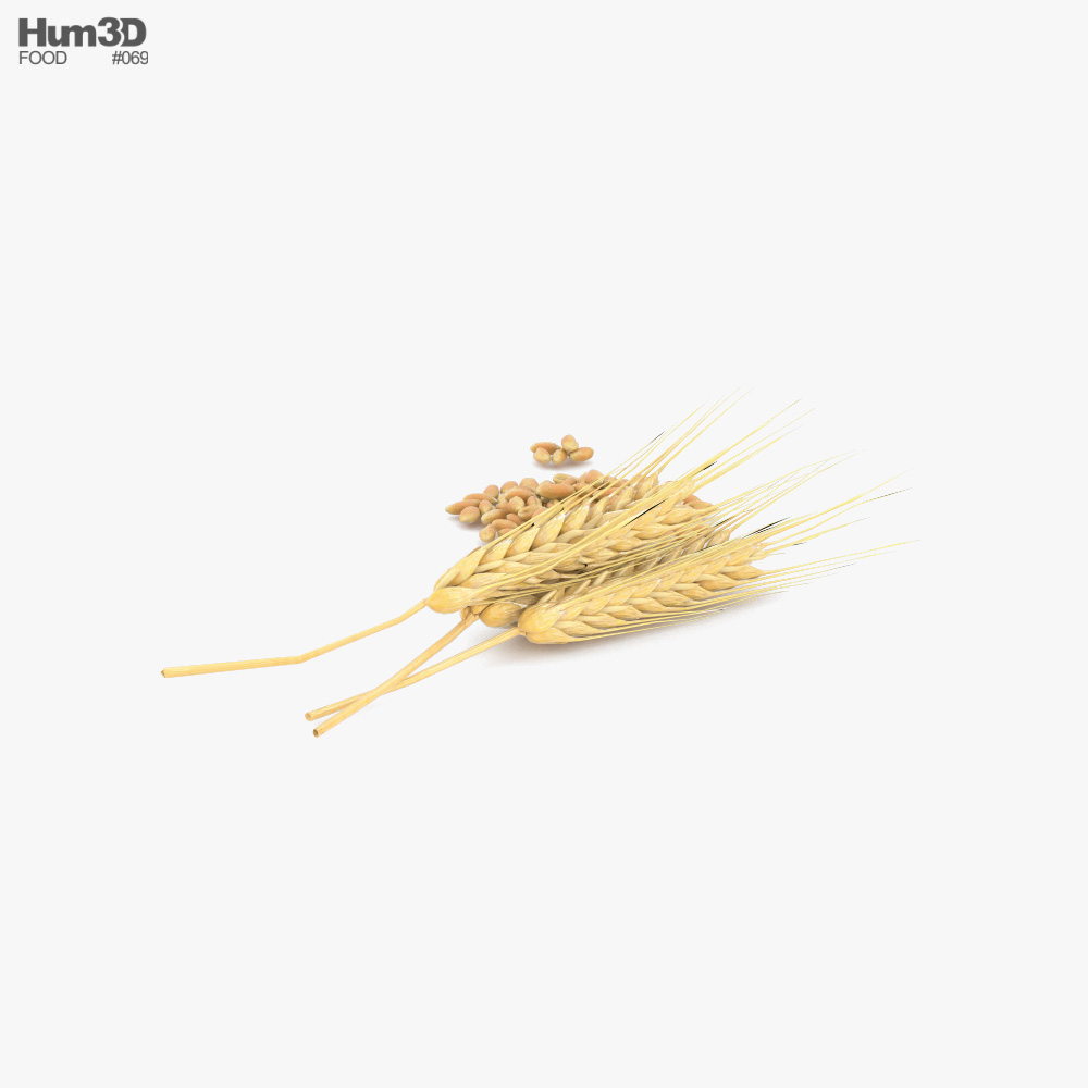 Wheat 3d model
