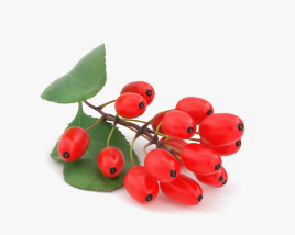 Berberis 3D model