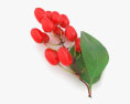 Berberis 3d model
