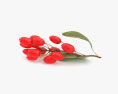 Berberis 3d model
