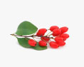 Berberis 3d model