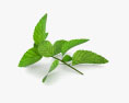 Peppermint 3d model