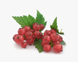 Redcurrant 3D model