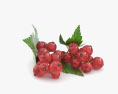 Redcurrant 3d model