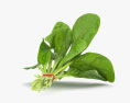 Spinach 3d model