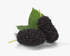 Mulberry 3D model