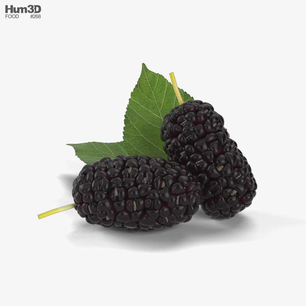 Mulberry 3D model