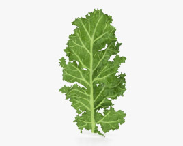 Kale 3D model