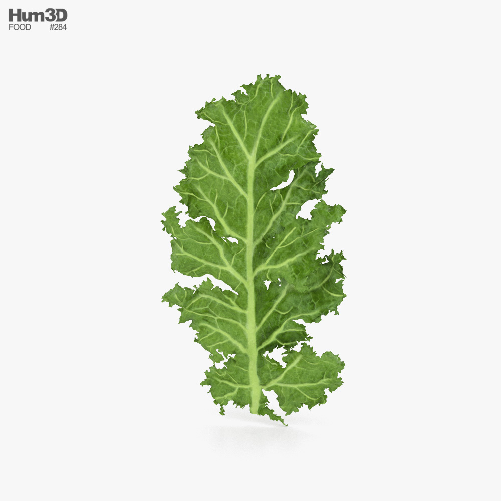 Kale 3D model