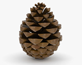 Pine cone 3D model