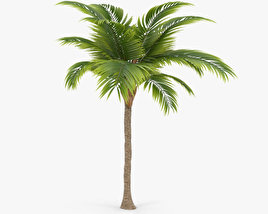 Palmeira Modelo 3d