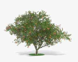 사과나무 3D 모델 