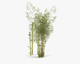 Bamboo 3D model