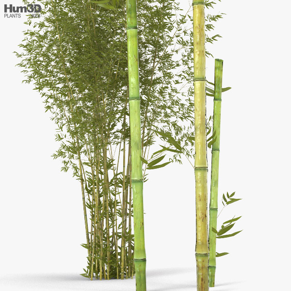 Bamboo 3D model Plants on Hum3D