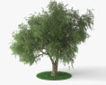 Olive Tree 3d model