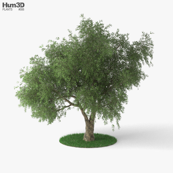 オリーブの木 3Dモデル