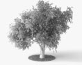 Olive Tree 3d model